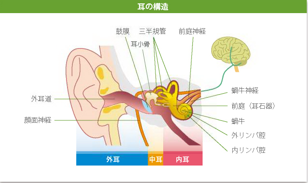 耳の構造