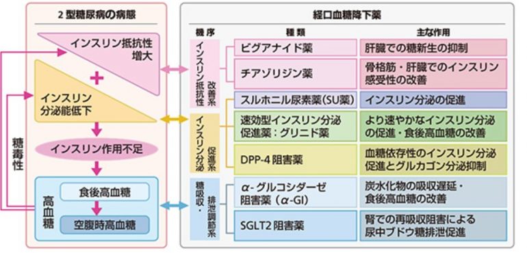 成人女性のビタミンDの量